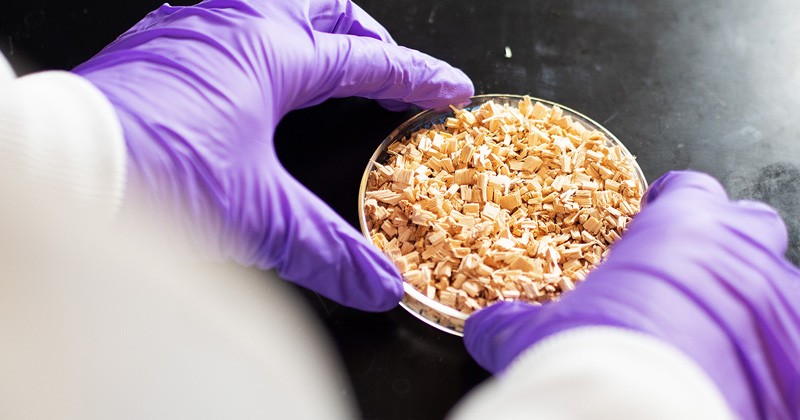 gloved hands hold a Petri dish with wood chips