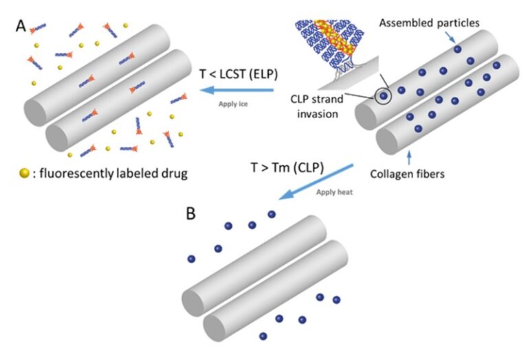 NEW DRUG CARRIER SYSTEMS | Chemical & Biomolecular Engineering at ...